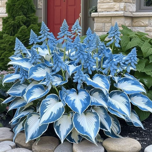 Multicolor Hosta Seeds + Plant Growth Serum Free