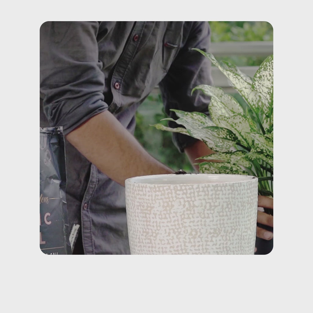 Organic Pot Mix 500gm